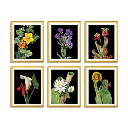Botanicals II (Set of 6)