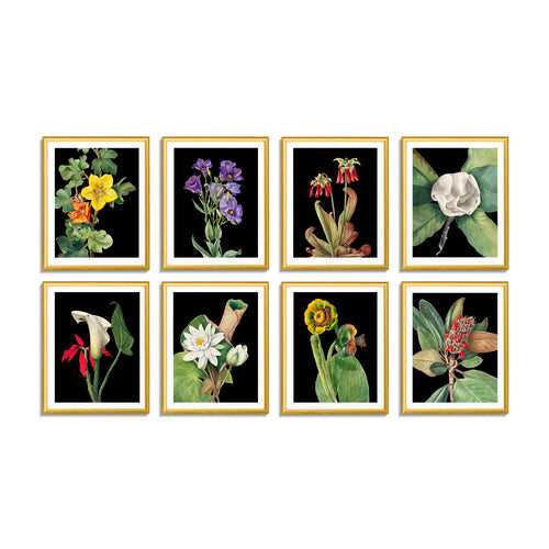 Botanicals II (Set of 8)