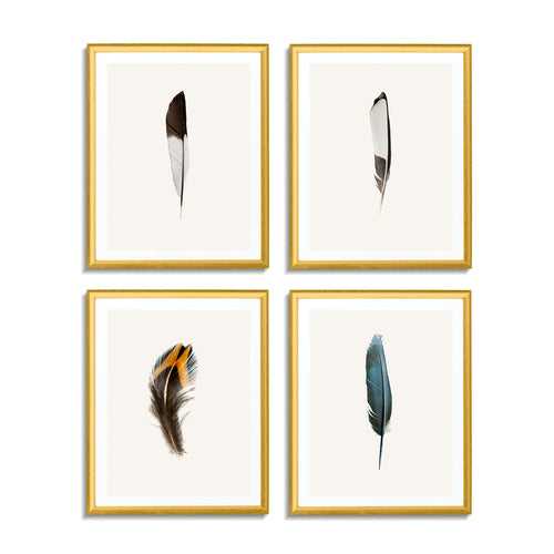 Feathers (Set of 4)