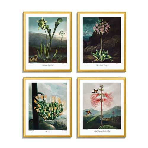Botanicals III (Set of 4)