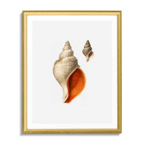 Seashell 02