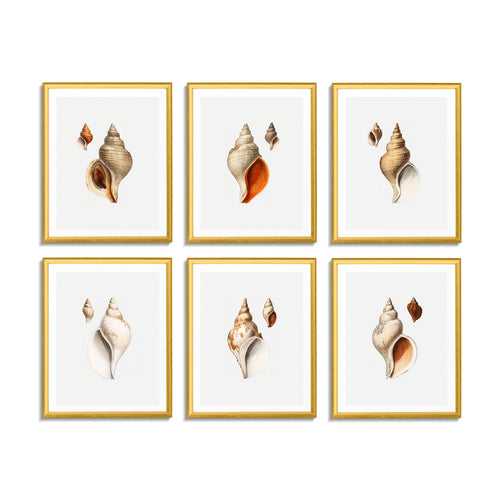 Seashells (Set of 6)