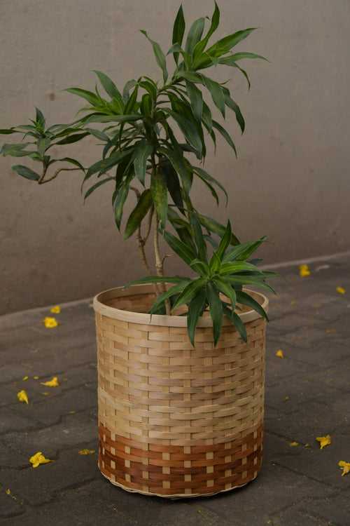 Aarav Bamboo Bin