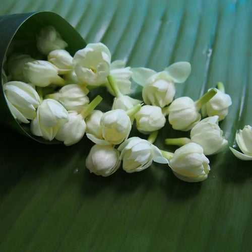 Mogra (Arabian Jasmine) Fragrance Oil