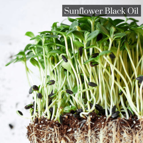 Sunflower Black Oil Microgreen Seeds