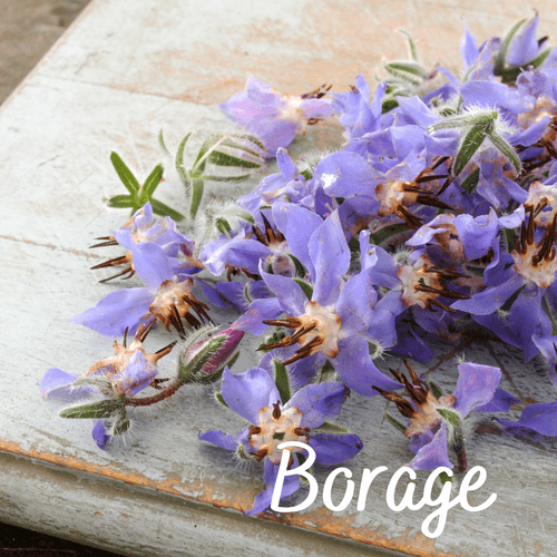 Borage Seeds