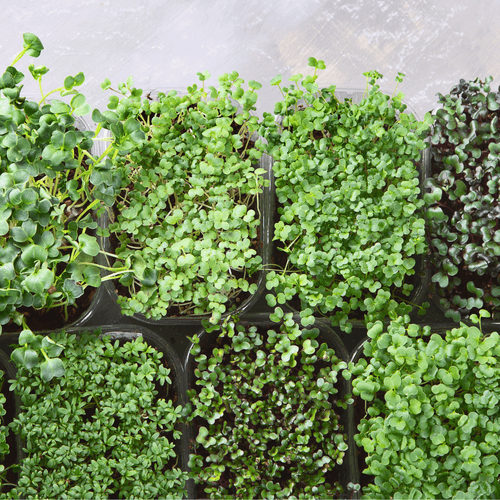 Mustard Microgreen Seeds