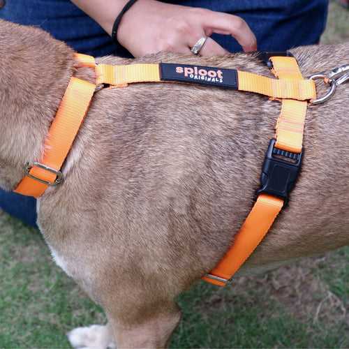 Accessories | Sploot Originals - H Harness for Dogs