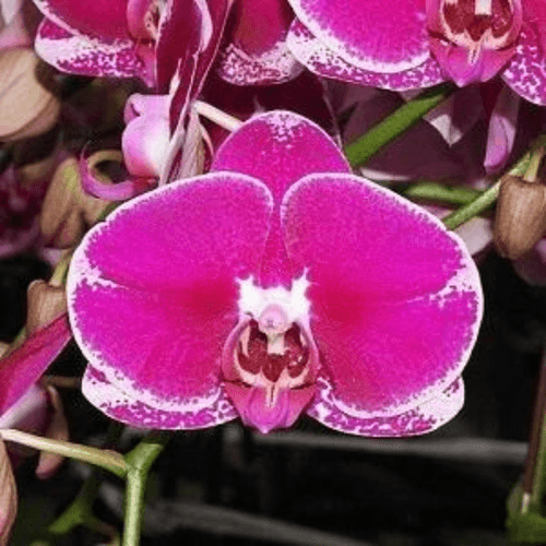 Doritaenopsis OX Spot Queen (Dtps. Koung’s Valentine X OX Black Jack) - Blooming Size