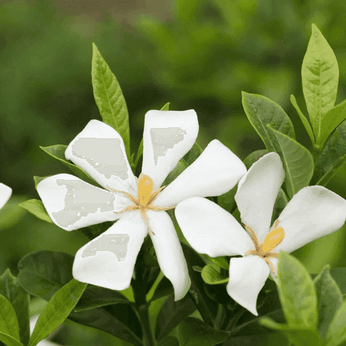 Gandhraj (Paarijatham) Single Petal Highly Fragrant Flowering Live Plant