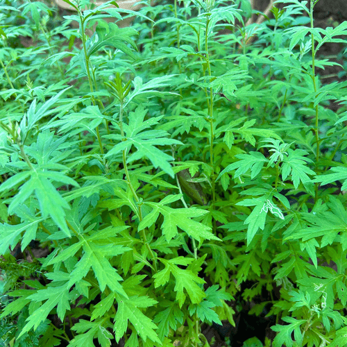 Kasthuri Tulsi Medicinal Live Plant