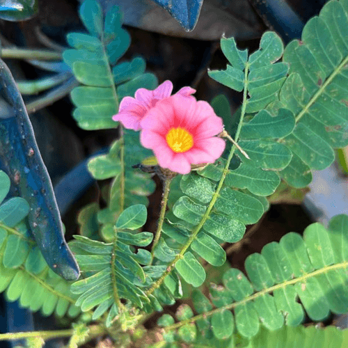 Mukkutti Red (Biophytum sensitivum) Flowering Live Plant