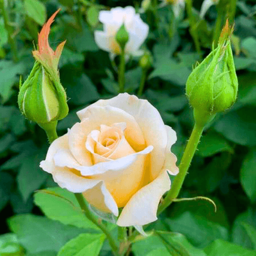 Sandal Grafted Rose Live Plant