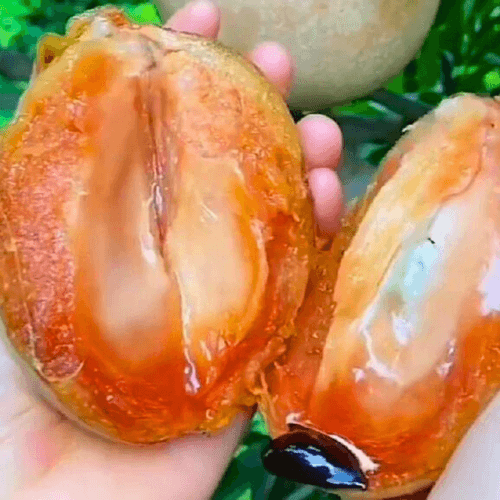 Thai King Sapote Grafted Live Plant