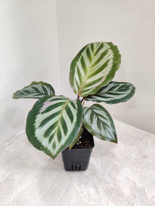 Calathea Roseopicta Cora Plant