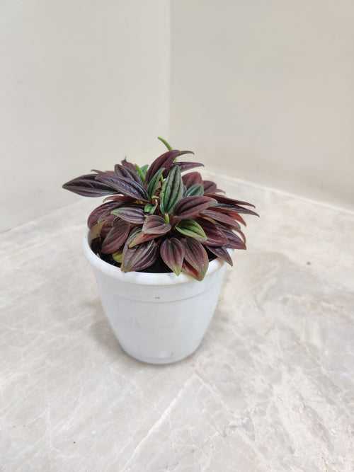 Peperomia Tanaman Plant