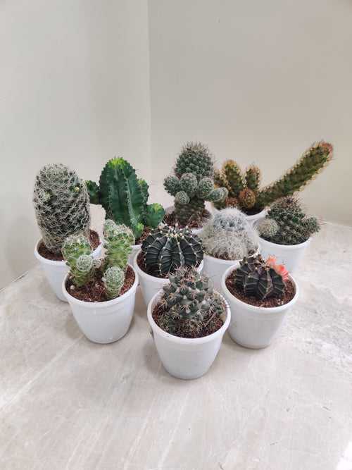 Top 10 Cactus Plants Pack