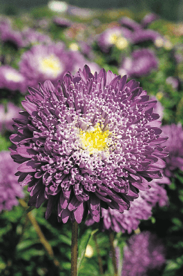 Aster Benary's Princess Blue Flower Seeds