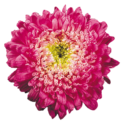 Aster Matador Crimson Flower Seeds