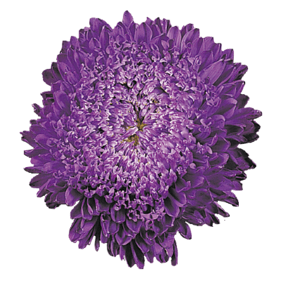 Aster Matador Deep Blue Flower Seeds