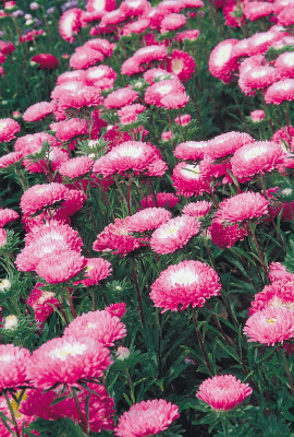 Aster Standy Carmine & White Flower Seeds