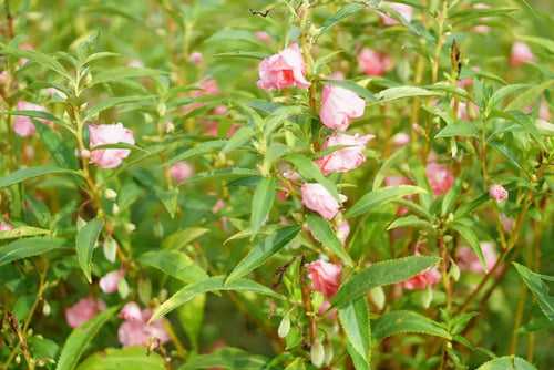 Balsam Tall Rose Flowered Mix Flower Seeds