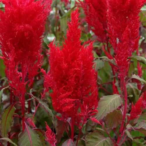 Celosia Plumosa Sunday Red Flower Seeds