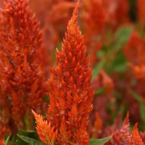 Celosia Plumosa Sunday Orange Flower Seeds