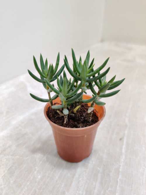 Crassula Tetragona (Miniature Pine Tree) Small  Succulent Plant