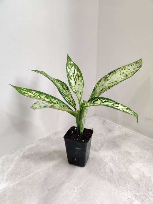 Dieffenbachia Vesuvius Small Plant