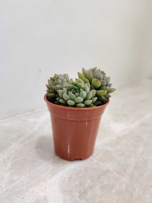 Echeveria Iria Cluster SmallSucculent Plant