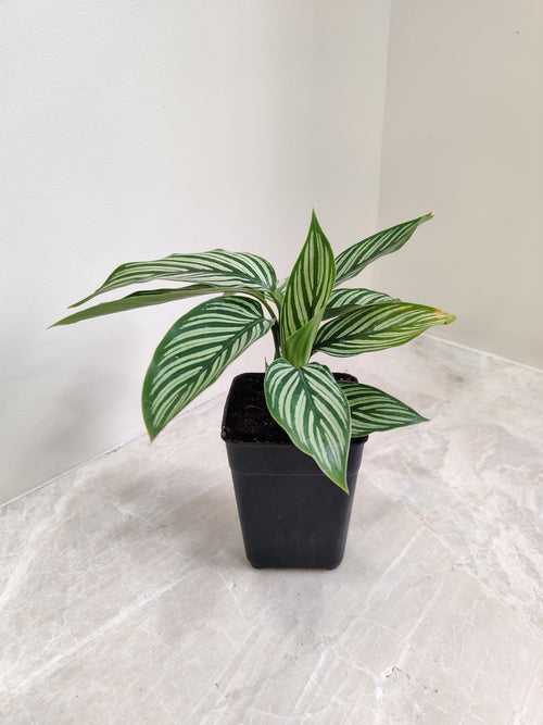 Calathea Vittata Plant Small