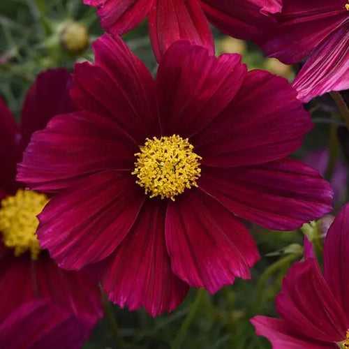 Cosmos Sonata Purple Shade Flower Seeds