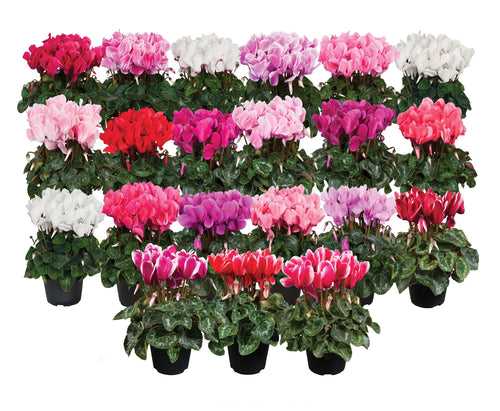 Cyclamen F1 Allure Mix Flower Seeds