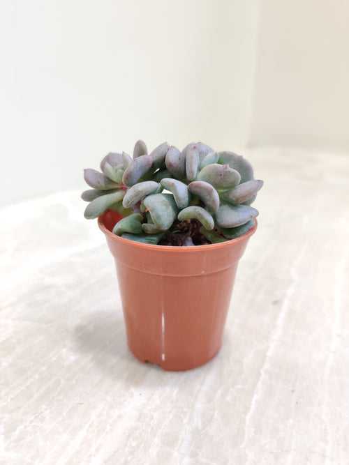 Echeveria 'Cubic Frost' Small  Succulent Plant