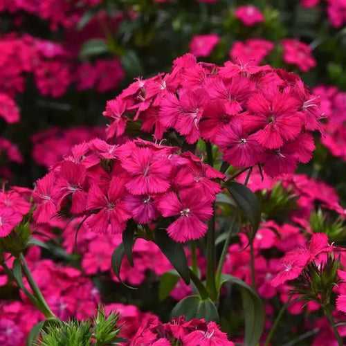 Dianthus Amazon Neon Cherry Flower Seeds