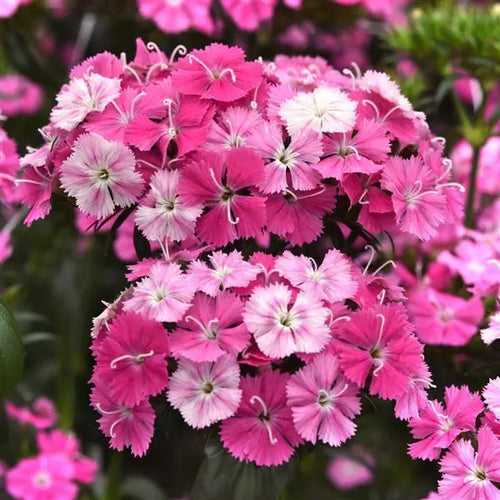 Dianthus Amazon Rose Magic Flower Seeds