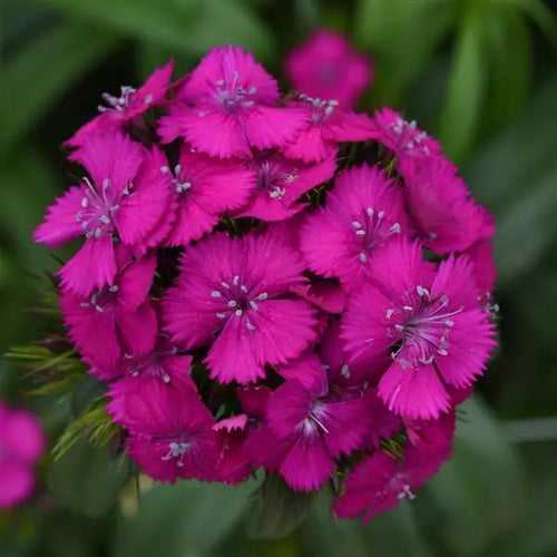 Dianthus Sweet Neon Purple Flower Seeds