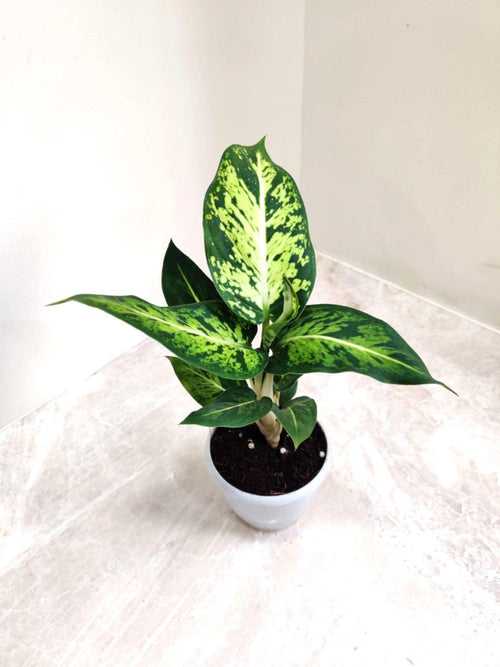 Dieffenbachia Sublime Small Plant