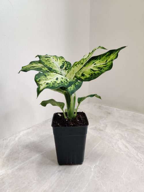 Dieffenbachia Amy Small Plant