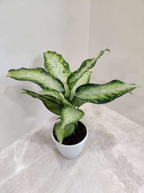 Dieffenbachia ‘X Bausei’  Plant