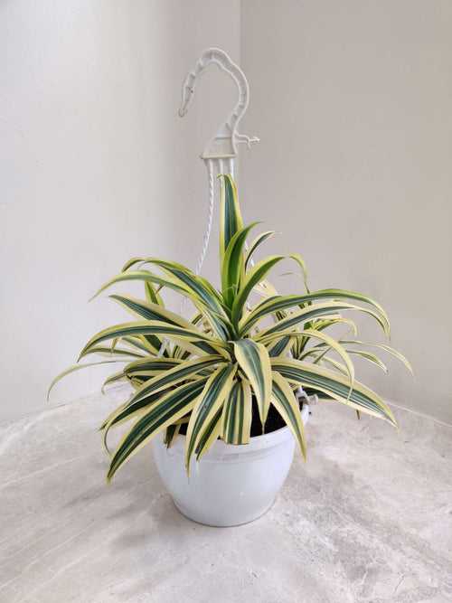 Variegated Song of India  Hanging Plant