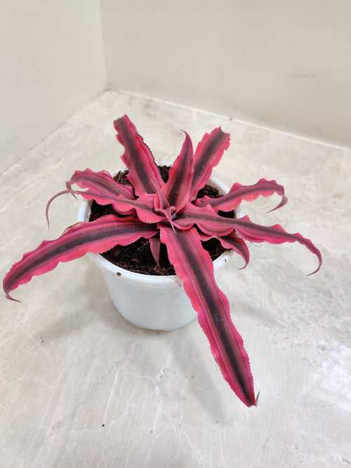 Cryptanthus Red Star Plant