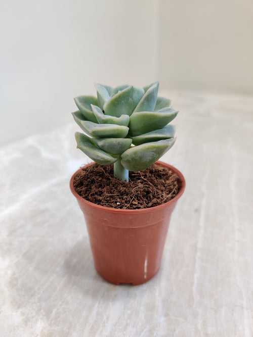 Graptoveria 'Lovely Rose' Small Succulent Plant