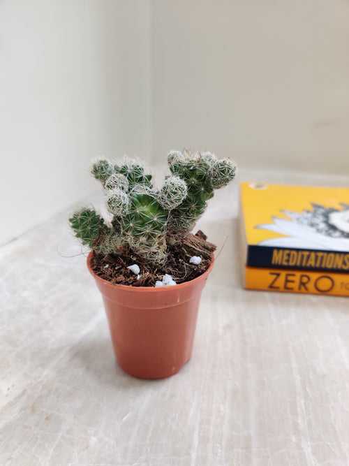 Mammillaria Gracilis Small Non-Grafted Cactus