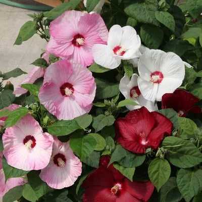 Hibiscus Honeymoon Mix Flower Seeds