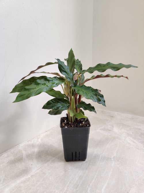Calathea Rufibarba Plant Small