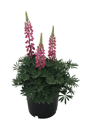 Lupin Lupini Red Flower seeds