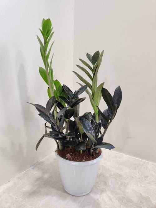 Zamioculcus Black Zenzii Plant