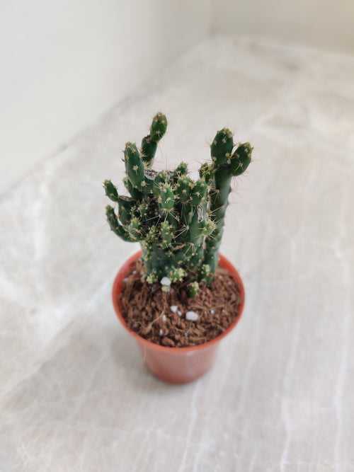 Opuntia Tuna Montrosa Succulent Plant